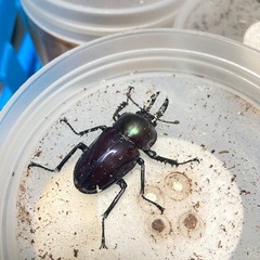 ニジイロクワガタ紫紺血統ペアの画像