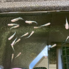 めだか