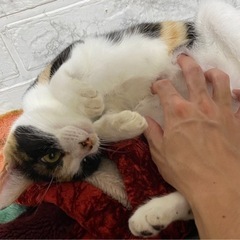 4歳三毛の女の子です🐈🐾