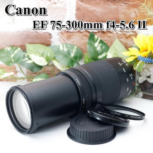 【全国送料無料】⭐️美品⭐️ Canon EF 75-300㎜ F4-5.6 II✨超望遠レンズ  静岡県中部でお届けします（他の地域もご相談ください♪）→運転が不慣れな為、お近くまで来ていただけますと助かります✨✨  キャノン キヤノン イベント