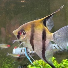 【エンゼルフィッシュの幼魚5匹セット】の画像