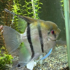 【エンゼルフィッシュの幼魚5匹セット】の画像