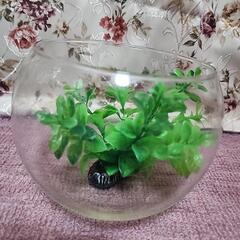 金魚鉢・ガラスポット