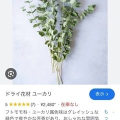 ユーカリ（観葉植物）の画像