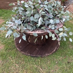 ユーカリ（観葉植物）