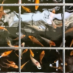 錦鯉稚魚30匹／残り1セット