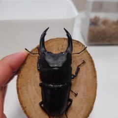 オオクワガタ 能勢SR血統トリオ③の画像