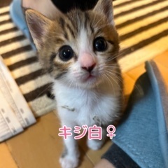 子猫4匹の里親募集☆★