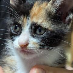 二ヶ月の三毛猫女の子