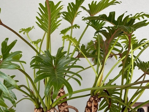 【お譲り先決定】観葉植物　クッカバラ