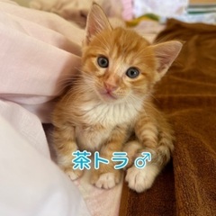 7/15生まれの茶トラの男の子☆