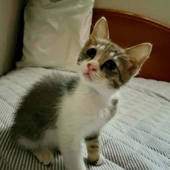 グレーと白の男の子猫さん