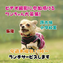 撮影に参加して頂けるワンちゃん大募集！（飯能）の画像