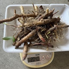 斑入りナルコユリ200gの画像