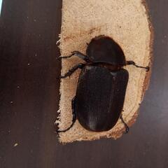 ヘラクレス　カブトムシの画像