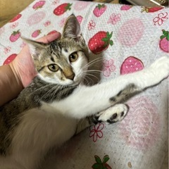 至急。可愛いメスの子猫ちゃんの里親募集　実際見ると凄く可愛い❤️です。
