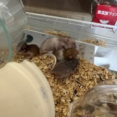 ハムスター里親募集