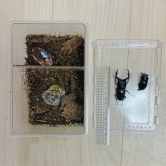 ノコギリクワガタペア✨小学生以下は無料✨の画像