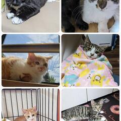 4ヶ月の元気な子猫たち😸オス・メス