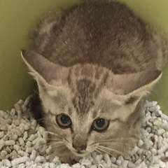 【お話し中】ベージュトラ？🐯白地に薄茶色のトラ模様の可愛い子猫♂...