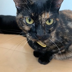 【急募】成猫 サビ メス