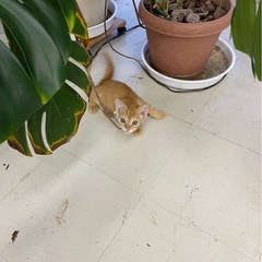 人懐っこい茶トラの男の子です^ ^ - 猫