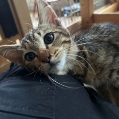甘えん坊なキジ猫の男の子
