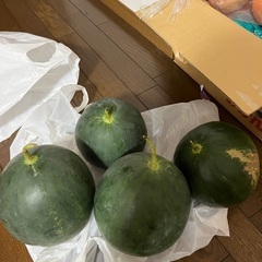すいか　スイカ　１玉