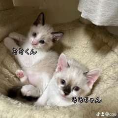 【里親さま決定いたしました】里親募集中　シャム柄猫ちゃん　