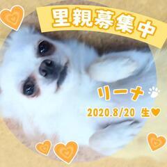 里親様決定 ｱﾘｶﾞﾄｳｺﾞｻﾞｲﾏｼﾀ!!🥰8/20で4歳🎂🐶...