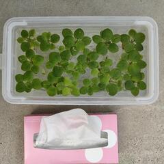 《25日処分予定》金魚やメダカの水草
