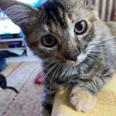 長毛な麦わら？…甘えん坊のサビネコ？【ふぅーちゃん】