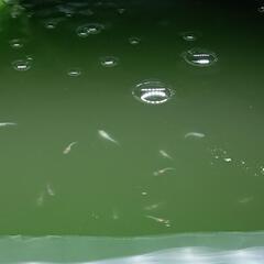【無料】三色メダカ（選別前）の針子〜稚魚30匹くらいをさしあげま...