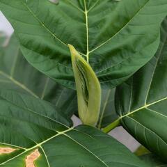 購入者様決定済み　超希少観葉植物　パンノキ　パンの木　の画像