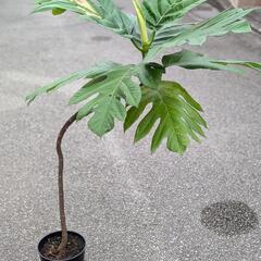 購入者様決定済み　超希少観葉植物　パンノキ　パンの木　