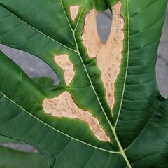 購入者様決定済み　超希少観葉植物　パンノキ　パンの木　の画像
