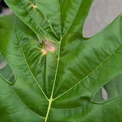 購入者様決定済み　超希少観葉植物　パンノキ　パンの木　の画像