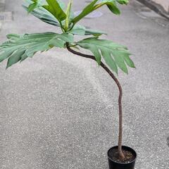 購入者様決定済み　超希少観葉植物　パンノキ　パンの木　の画像