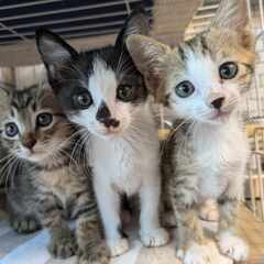 in江南市☆子猫たくさん！保護猫をオウチに迎えよう☆2024年8...