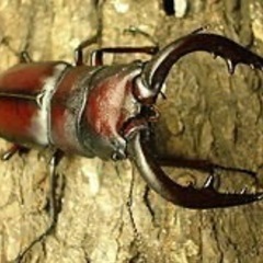 伊豆市天然採集在庫20頭以上ノコギリクワガタオス水牛型