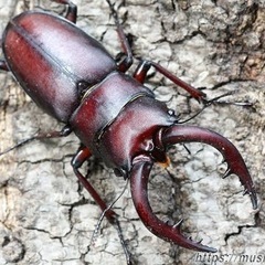 伊豆市天然採集在庫20頭以上ノコギリクワガタオス水牛型の画像