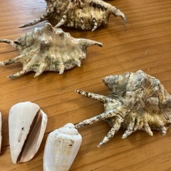 沖縄県宮古島産　貝殻の画像