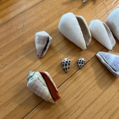 沖縄県宮古島産　貝殻の画像