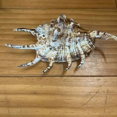 沖縄県宮古島産　貝殻の画像
