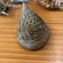 沖縄県宮古島産　貝殻の画像