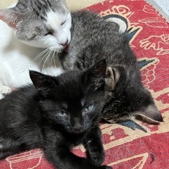 黒猫の女の子、クマちゃん
