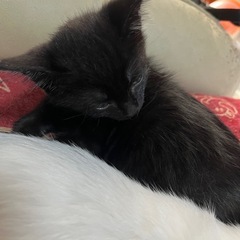 黒猫の女の子、クマちゃん - 山形市