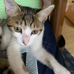 里親さん募集