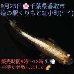 🏮👘✨極上ラメ祭り🏮👘✨道の駅くりもと紅小町( ͜🍠 ･ω･) ...