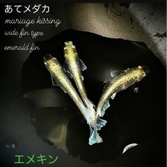 エメキン　有精卵25個＋α 配送可